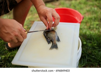 Filleting A Freshly Caught Blue Gill Fish For Dinner