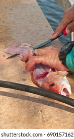 Filleting Red Snapper On A Fish Cleaning Station  With Knife And Water Hose At A Tropical Harbor  In The Gulf Of Mexico