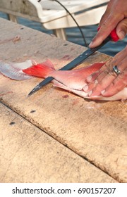 Filleting Red Snapper On A Fish Cleaning Station  With Knife At A Tropical Harbor In The Gulf Of Mexico