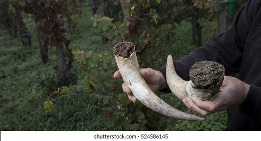 Filling Cow Horns With Manure To Make Bio Dynamic Horn Manure 500 For Use On The Vineyards