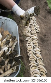 Filling Cow Horns With Manure To Make Bio Dynamic Horn Manure 500 For Use On The Vineyards