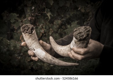 Filling Cow Horns With Manure To Make Bio Dynamic Horn Manure 500 For Use On The Vineyards