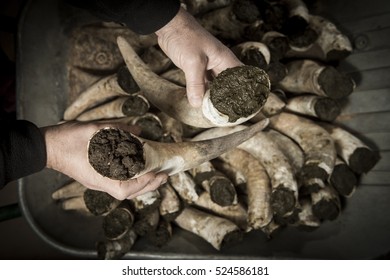 Filling Cow Horns With Manure To Make Bio Dynamic Horn Manure 500 For Use On The Vineyards