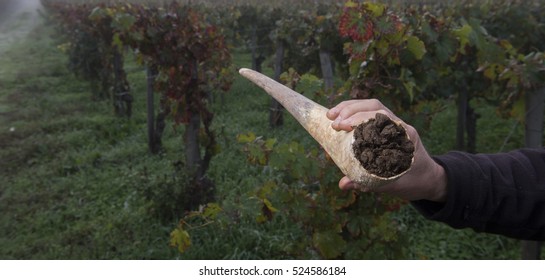 Filling Cow Horns With Manure To Make Bio Dynamic Horn Manure 500 For Use On The Vineyards