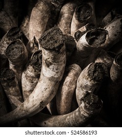 Filling Cow Horns With Manure To Make Bio Dynamic Horn Manure 500 For Use On The Vineyards