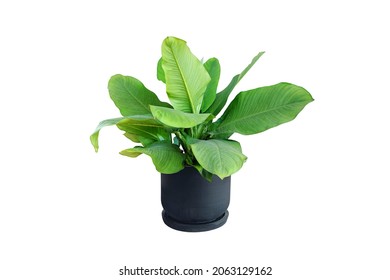 Filodendron Tree With Large Green Leaves Planted In A Black Pot. Isolated On White Background And Clipping Path.