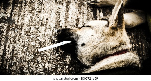 Filter Image Of Dog Sleeping And Cigarette 