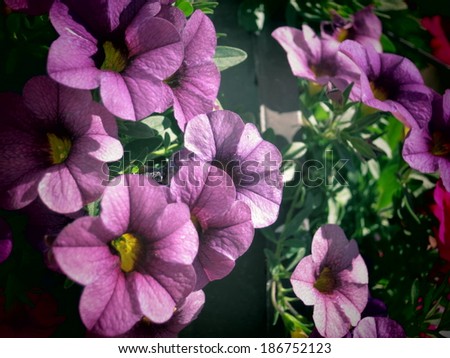 A filtered close up on purple Petunia flowers.