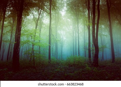 Filtered Foggy Forest. Clearing Into The Bush