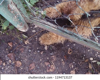 Filtered Image Of A Dog Lying Down Behind The Fence, Above View