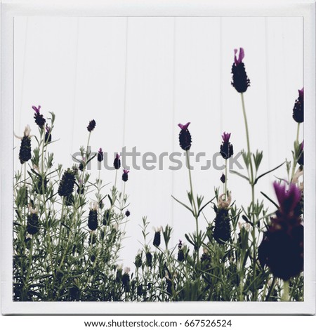 Similar – Blumen Polaroid