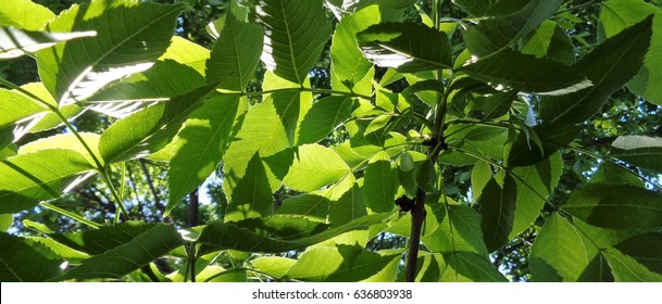 Filtered Light Through Tree Branches With Leaves