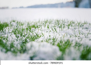 Filtered moody green grass growing through snow on golf course in winter with bush in background, low angle view, copy space, Hello spring, Goodbye winter concept