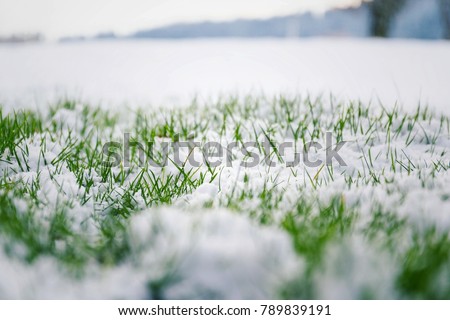 Filtered moody green grass growing through snow on golf course in winter with bush in background, low angle view, copy space, Hello spring, Goodbye winter concept