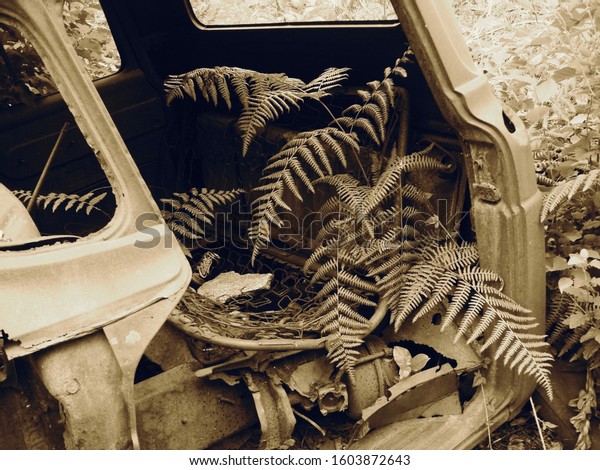          Filtered old\
rusty car with plants growing in it found in the bush              \
       