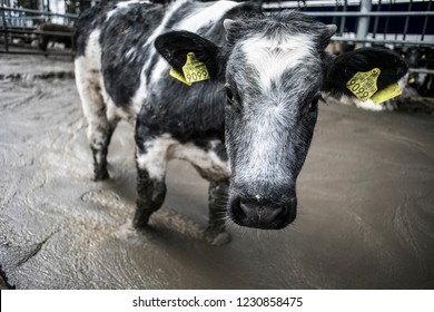 Filthy Calves In Feedlot