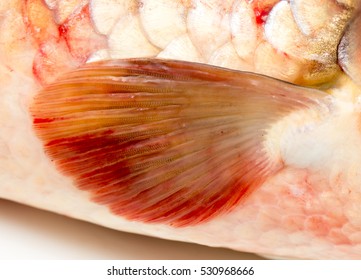 Fin Fish. Macro