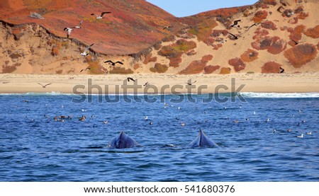 Fin of Humpback Whale in Pacific Ocean at Whalewatching tour in Monterey, California Stock foto © 