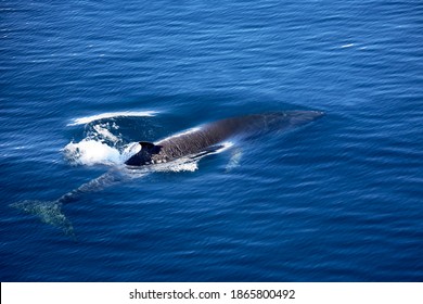 Fin Whale (Balaenoptera physalus) - Antarctica. Also known as finback whale or common rorqual
