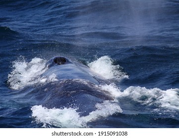 Fin whale (Balaenoptera physalus) near Boston, Massachusetts