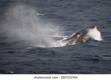 A fin Whale comes up for breath at Elephant Island, Antarctica. The second largest mammal in existence. Fin whales comes up for breath quite violently and frequently their entire head is visible.