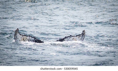 Fin Of A Whale During A Whale Watching Tour In Boston