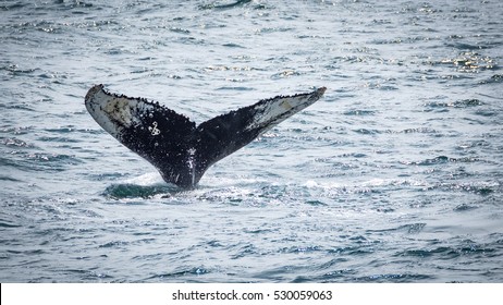 Fin Of A Whale During A Whale Watching Tour In Boston