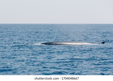 fin whale finback whale Mediterranean Sea Nizza