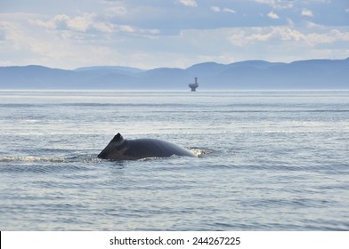 Fin Whale, St Lawrence River, Quebec (Canada)