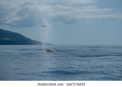 A fin whale surfacing by the coast of Pico island with a great cloud of breath, surprising a passing seabird.