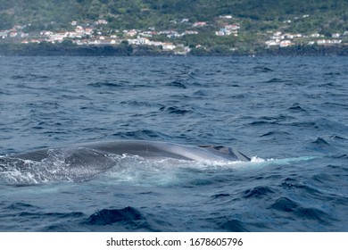 A fin whale surfacing showing its unique markings