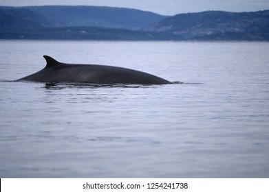 Fin whale surfacing in the St-Lawrence Estuary.