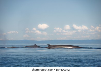 Fin Whales, St Lawrence River, Quebec (Canada)