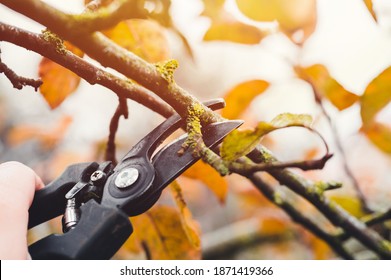 Final garden work of autumn. Farmer hand prunes and cuts branches of a tree in the garden with pruning shears or secateurs in autumn. Man pruning tree with clippers. Autumn cut tree close up.