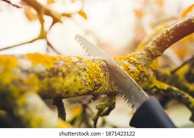 Final garden work of autumn. Farmer hand saw and cuts branches of a tree in the garden. Man sawing tree with hand saw. Autumn cut tree close up.
