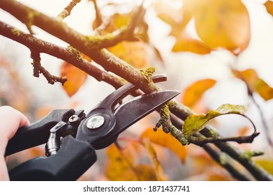Final garden work of autumn. Farmer hand prunes and cuts branches of a tree in the garden with pruning shears or secateurs in autumn. Man pruning tree with clippers. Autumn cut tree close up.