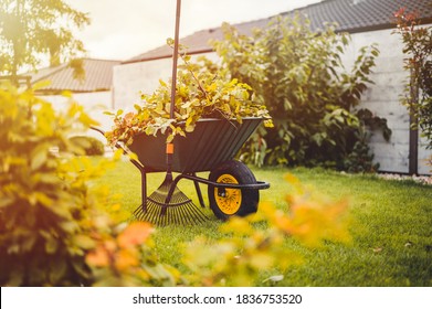 Final garden work of autumn. Green wheelbarrow in the garden. Garden wheelbarrow full of dry leafs and branches. Autumn garden theme. - Powered by Shutterstock