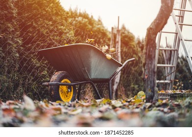 Final garden work of autumn. Green wheelbarrow in the garden. Garden wheelbarrow full of dry branches. Autumn garden theme.