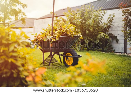 Final garden work of autumn. Green wheelbarrow in the garden. Garden wheelbarrow full of dry leafs and branches. Autumn garden theme.