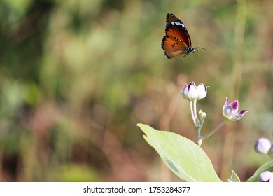 final hover of the butterfly 