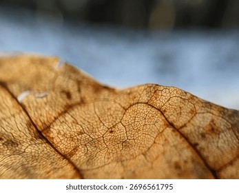 The final stage of decay: microscopic patterns on a dead leaf illuminated by winter sun
