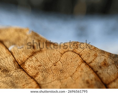 The final stage of decay: microscopic patterns on a dead leaf illuminated by winter sun