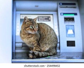 Financial Crisis Concept. Nice And Big Cat Sits On Bank ATM. No Money. It Is Out Of Cash. 