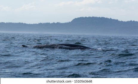 Finback Whale, Bay of Fundy