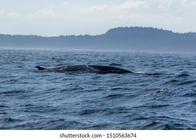 Finback Whale, Bay of Fundy