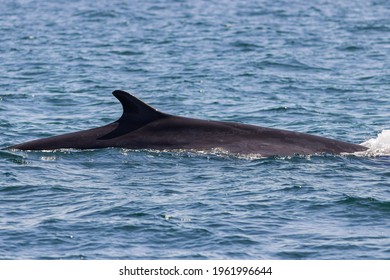 Finback Whale In The Gulf Of Maine
