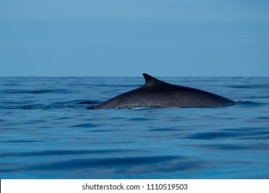 Finback whale surfacing in a calm Atlantic Ocean