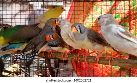 657 Indian finch Images, Stock Photos & Vectors | Shutterstock