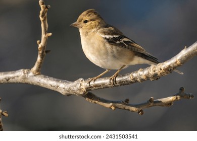 Finch Bird (Fringilla Bird)in the Garden  Photo, Turkish Ispinoz Bird, Uskudar Istanbul, Turkiye (Turkey) - Powered by Shutterstock