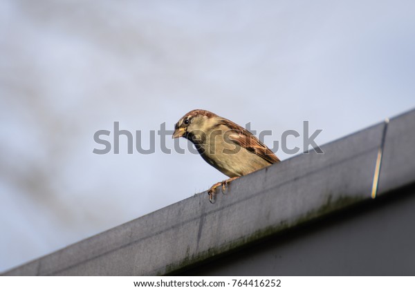 Finch Bird On Roof Garage Garden Stock Photo Edit Now 764416252